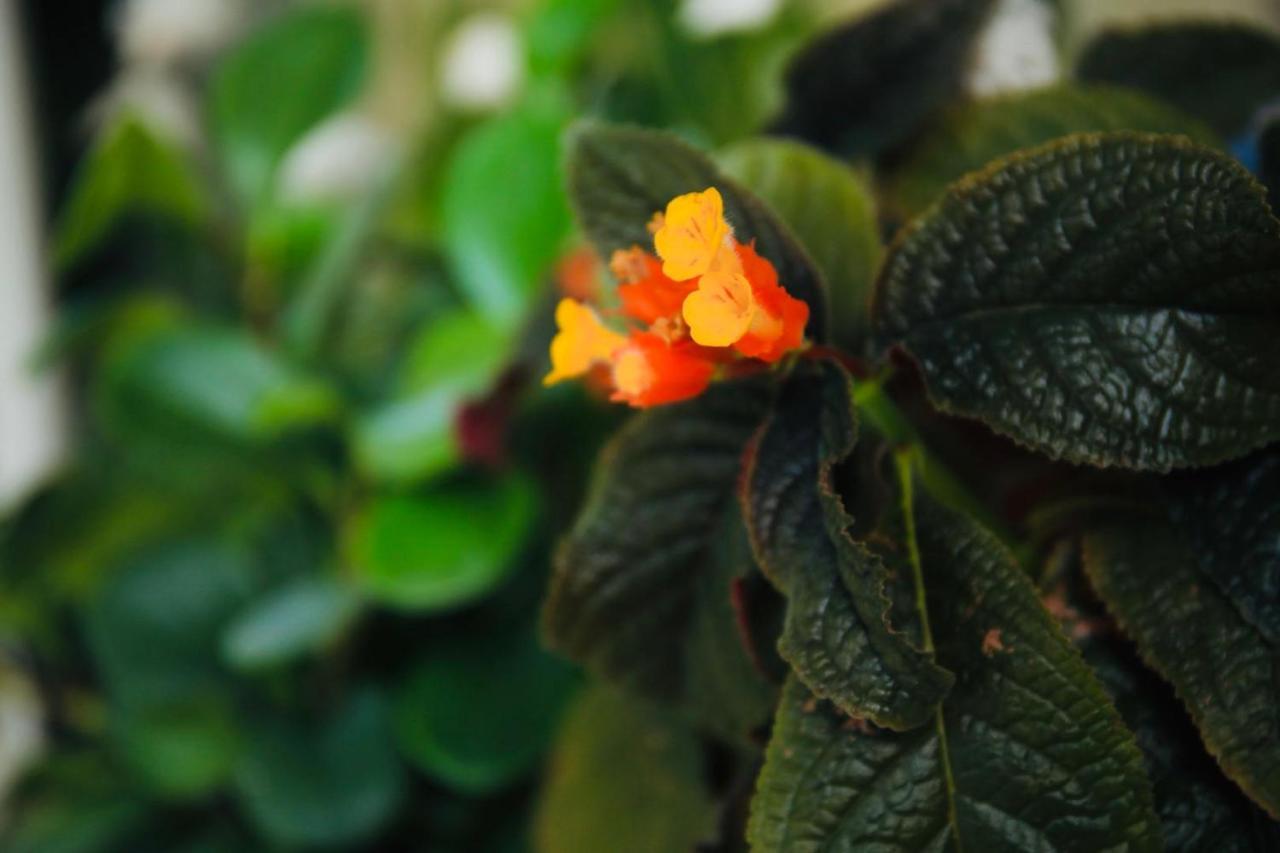 Midsummer Thulusdhoo ภายนอก รูปภาพ